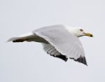 Beautiful Isolated Photo Of The Gull In Flight Stock Photo