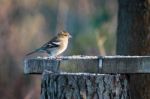 Female Chaffinch (fringilla Coelebs) At A Feeding Station Stock Photo