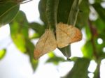 Leaf Butterfly Stock Photo