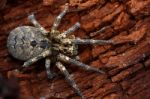 Wolf-spider Stock Photo