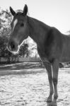 Horse In The Paddock Stock Photo