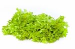 Fresh Green Salad Lettuce Stock Photo