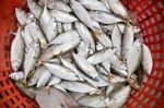 Mackerel Fish In Basket Stock Photo