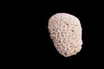 Dead Coral Flower Shape Isolated On Black Stock Photo