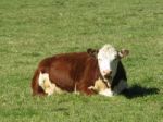 Cow Open Mouthed And Reclined Stock Photo