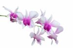 Orchid Stock Photo