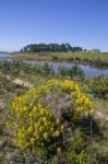 Small Patch Of Trees And Pond Stock Photo