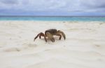 Poo Kai Crab On White Sand Beach Of Tachai Island Similan Nation Stock Photo