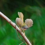 Yellow-bellied Prinia Stock Photo