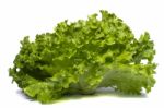 Green Lettuce Stock Photo