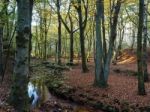 Scenic View Of The Ashdown Forest In Sussex Stock Photo