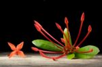 Ixora Flower With Leaves Isolate In Black Stock Photo