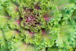 Freshness Ornamental Kale And Cabbage Stock Photo