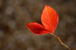 Red Leaves Stock Photo