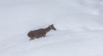 Deer In The Snow! Stock Photo