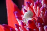 Snail On Red Flower Stock Photo