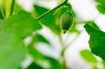 After Flowering Is Developing A Small Stock Photo