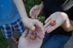 Student Boy Sharing Hand Of Tomato Stock Photo