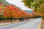 Naejangsan,korea - November 1: Tourists Taking Photos Of The Beautiful Scenery Around Naejangsan Park,south Korea During Autumn Season On November 1, 2015 Stock Photo