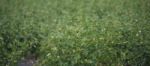 Cotton Field In Oakey Stock Photo