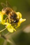 Worker Bee Pollinizing Stock Photo