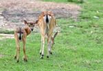 Sika Deer Stock Photo