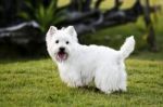 Westie Dog Stock Photo