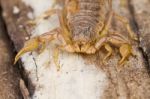 Buthus Scorpion Stock Photo