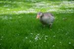 A Greylag Goose (anser Anser) Wandering Through The Grass Stock Photo