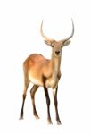 Red Lechwe Isolated On White Background Stock Photo