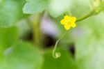 Flower Of Organic Agriculture Stock Photo