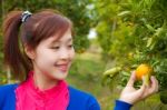 Gardener Girl In Orange Garden, North Of  Thailand Stock Photo