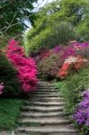 Azaleas In Full Bloom Stock Photo