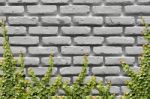 Climbing Ficus Pumila On Wall Stock Photo