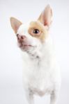 Chihuahua Stock Photo