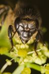 Honey Bee Stock Photo