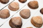 Several Clam Shells Isolated Stock Photo