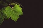 Grape Vine Leaves At Night Stock Photo