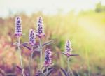 Vintage Style Close Up Soft Focus  little Pink Flowers Background Stock Photo