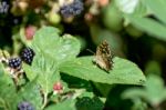 Speckled Wood Butterfly (pararge Aegeria) Stock Photo