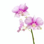 Orchid Stock Photo