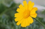 Yellow Flower Macro Stock Photo