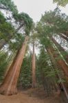 Gigantic Sequoia Trees In Sequoia National Park, California Usa Stock Photo