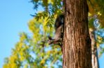 Squirrel Stock Photo