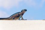 Marine Iguana On Galapagos Islands Stock Photo