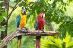 Macaws Stock Photo