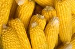 Yellow Raw Corn Stock Photo