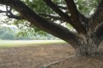 Big Tree In Green Park Stock Photo