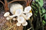 Edible Mushrooms Stock Photo