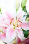 Pink Lily Flower Bouquet Stock Photo